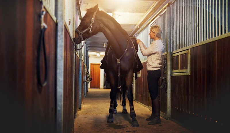 Approximately 20 hours per day horses stay in the confined areas of stalls.